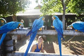 Parrot, Blue, Macaw, Bird, Majorelle blue, Electric blue, Beak, Cobalt blue, Aqua, Azure,