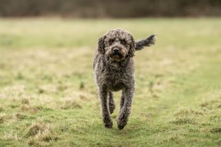 Mary the Labradoodle. Photograph by Sarah Farnsworth for Country Life.