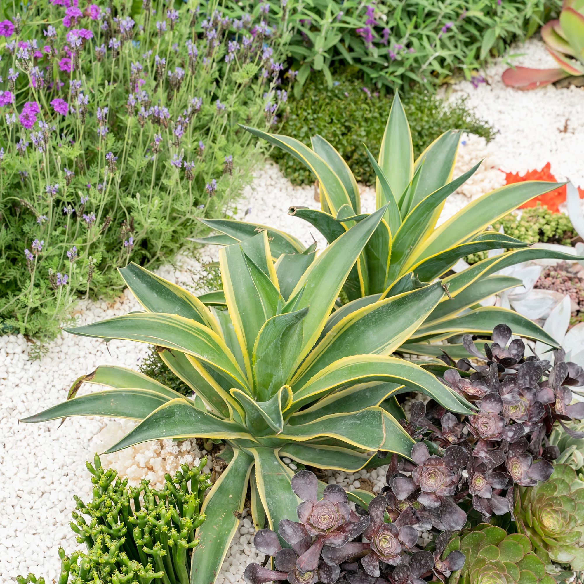 drought tolerant planting in garden border
