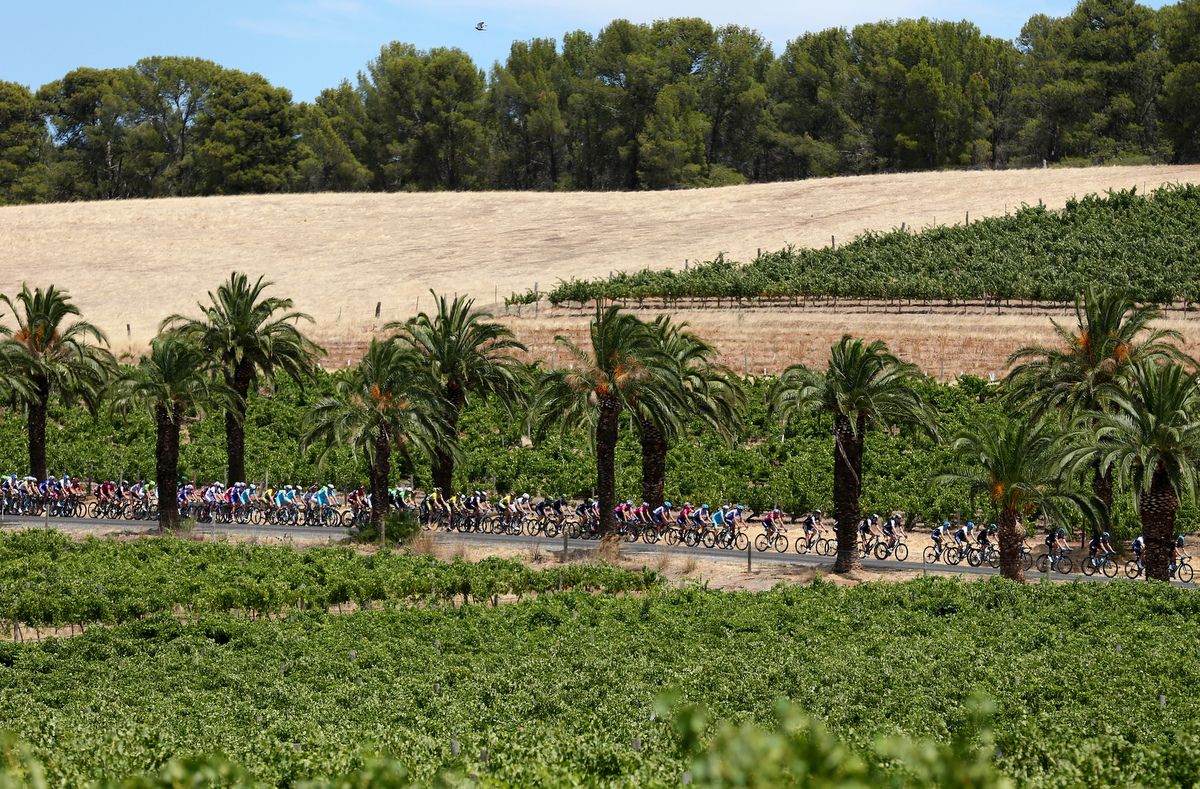Palms trees and vineyards. Must be Australia