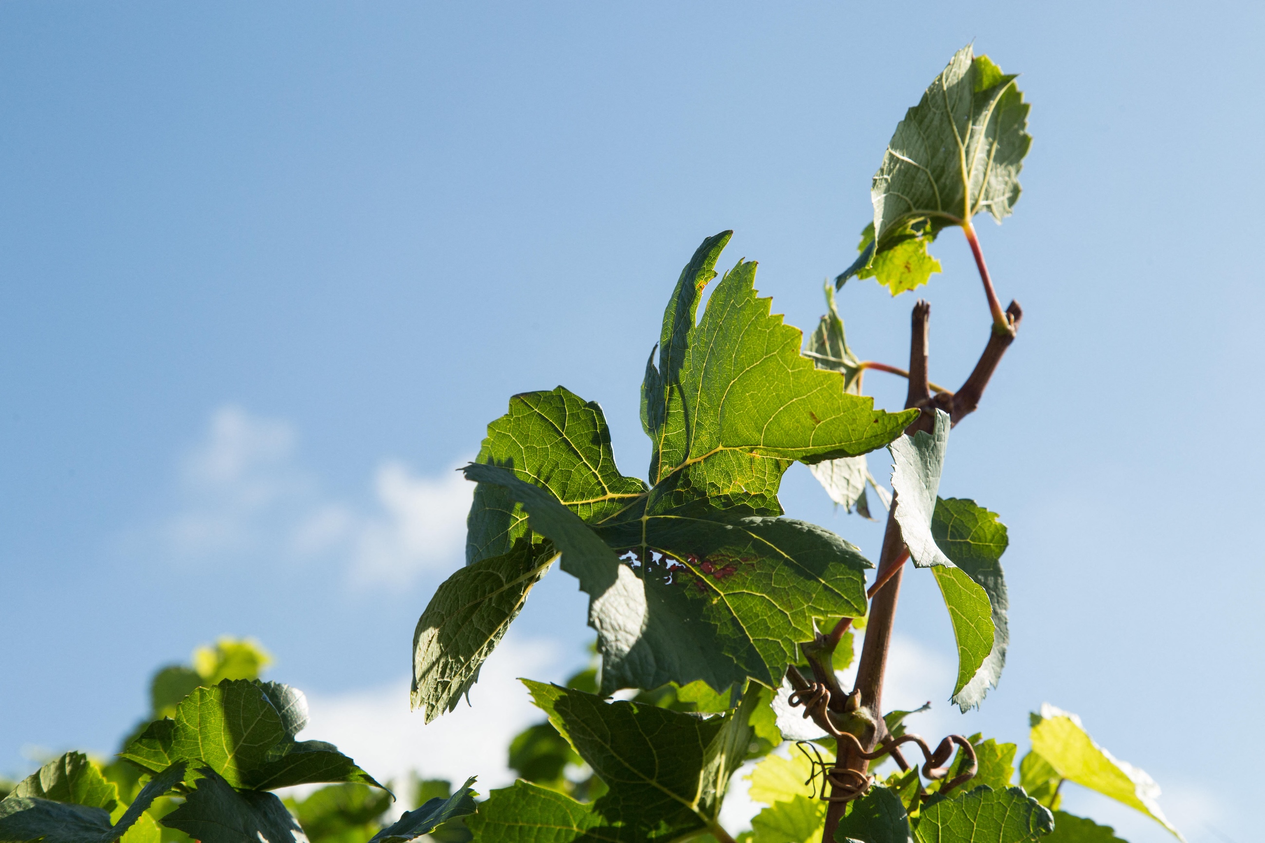 Grape vines in the vineyards of the Hautes Cotes de Beaune in Burgundy, France