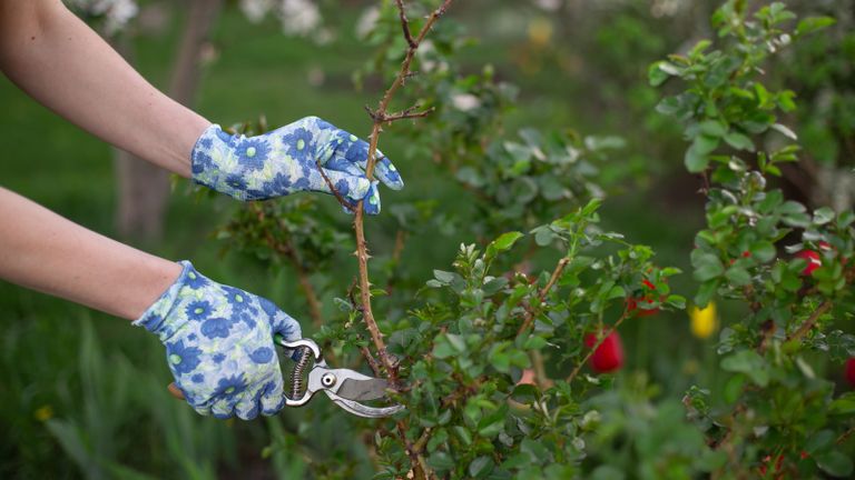 A woman pruning a rose bush while wearing gardening gloves