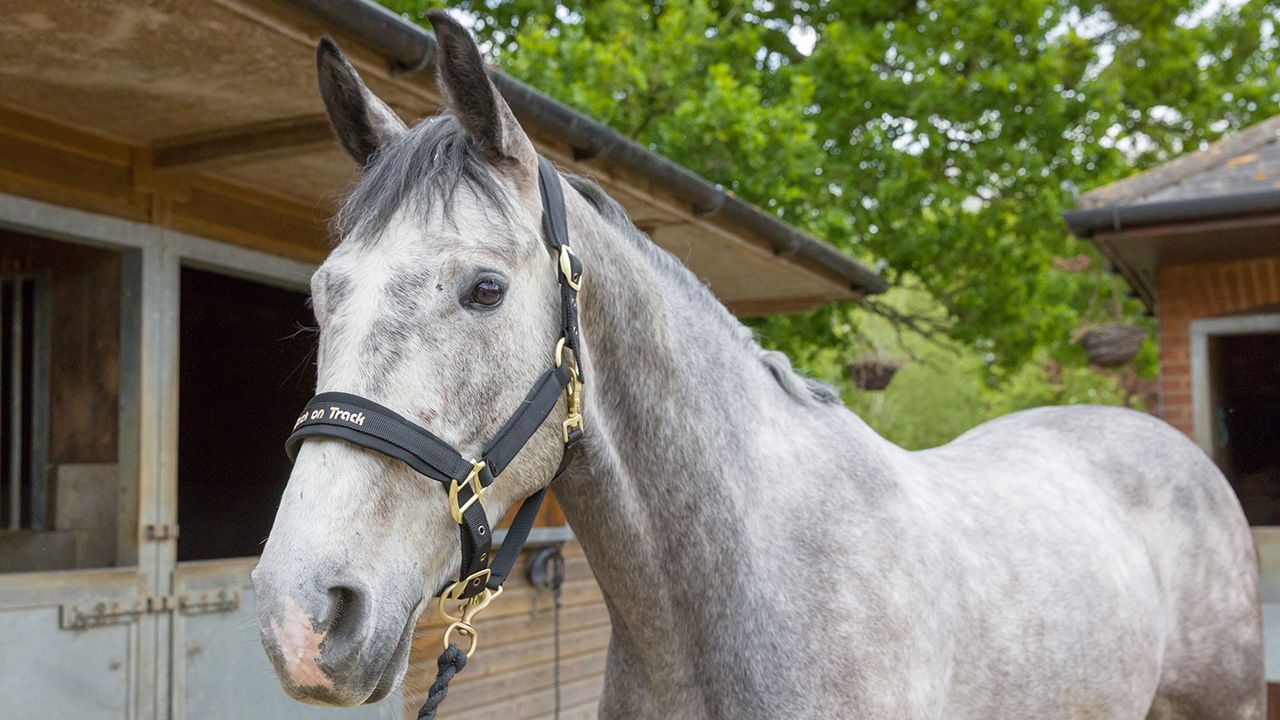 Back on Track Werano halter review