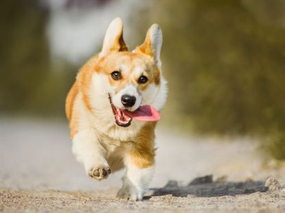 A Corgi dog runs down a sidewalk.