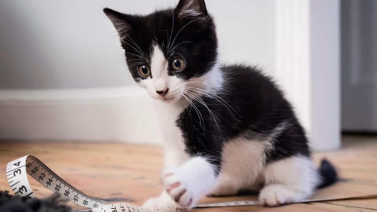 Kitten playing with measuring tape