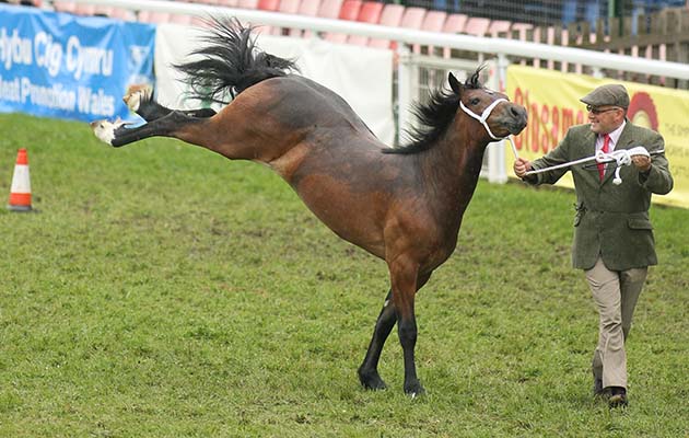 Royal Welsh Show 2010