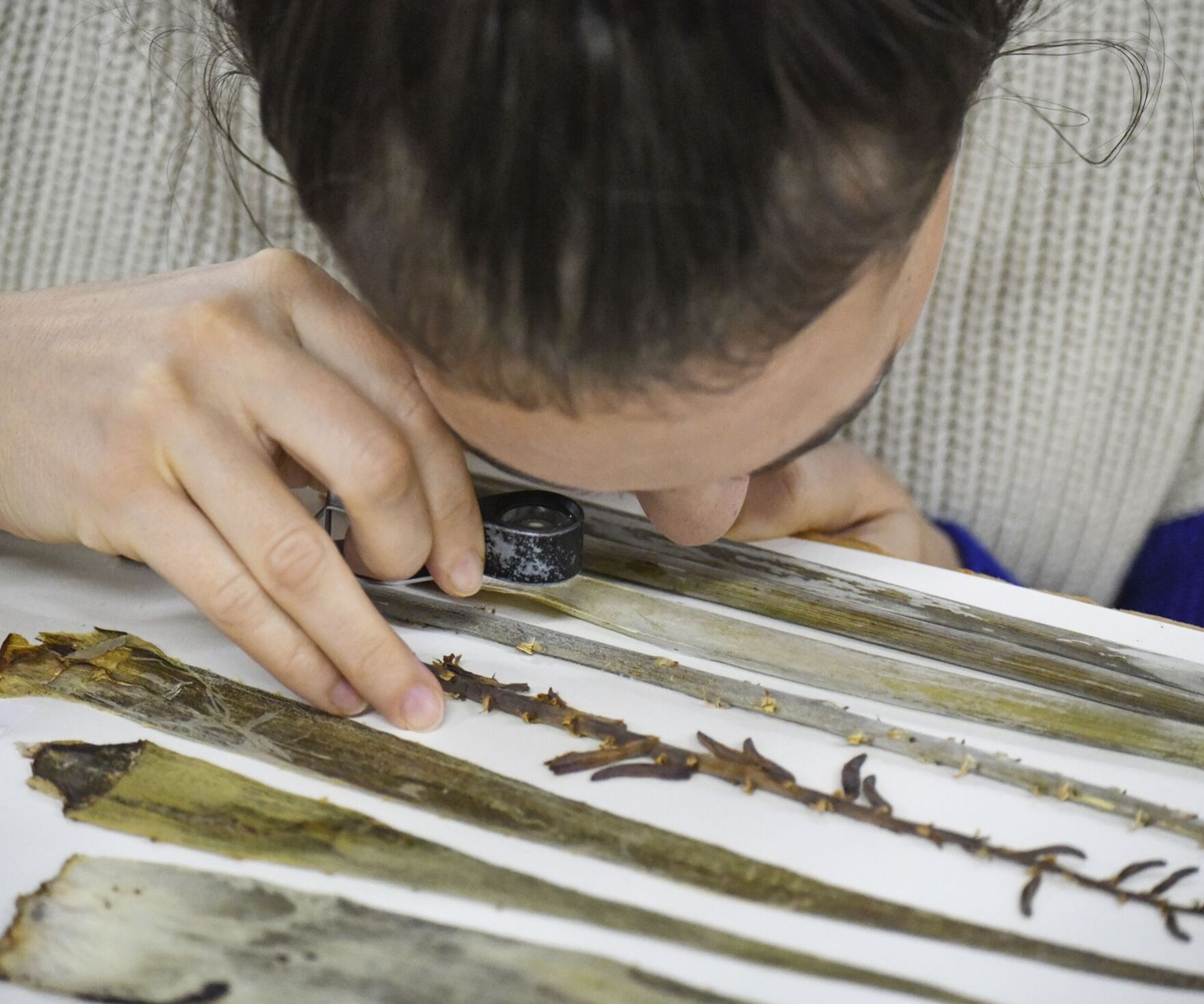 Aloe vera, Herbarium, Royal Botanical Garden Kew