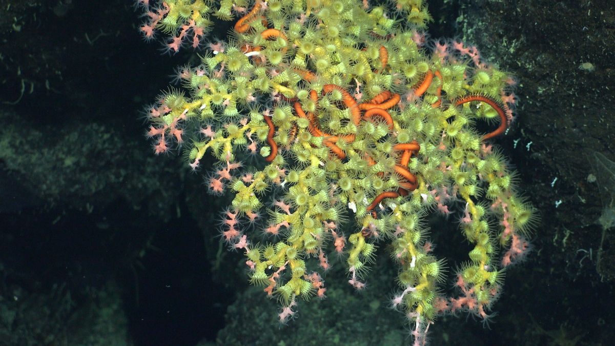 Pristine Coral Reefs Discovered Near Galápagos Islands Are Thousands Of ...