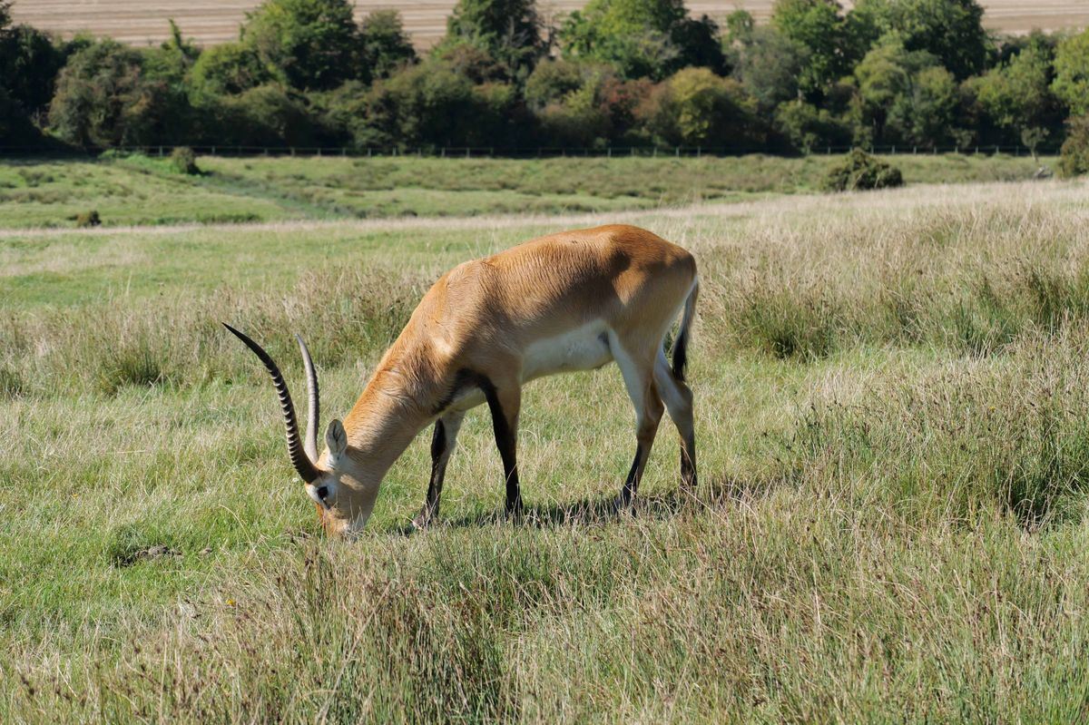 Deer shot on Panasonic Lumix G9 II