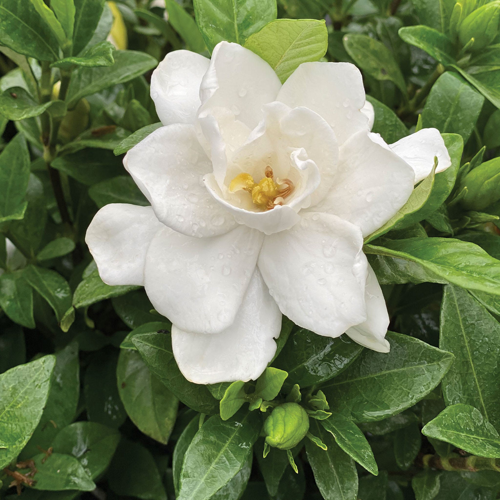 Pillow Talk Gardenia Plant
