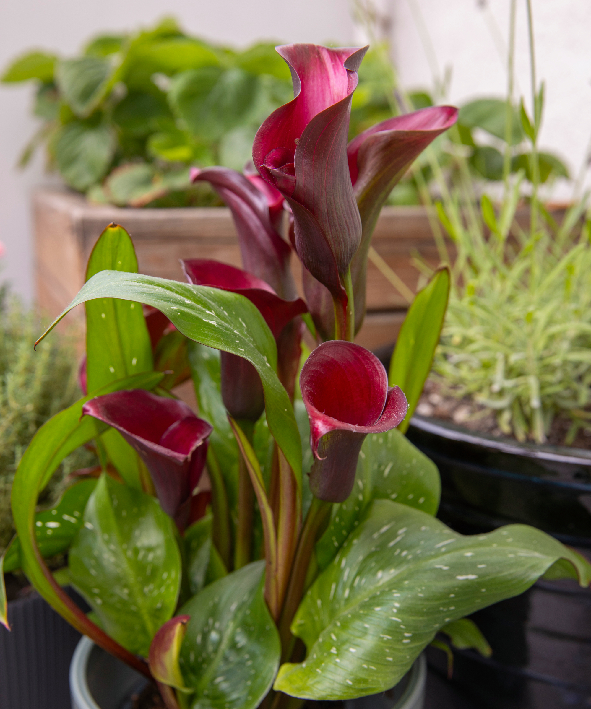 calla lily and houseplants