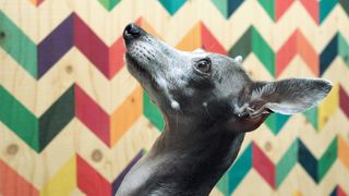 Dog portrait by Jenny Theolin