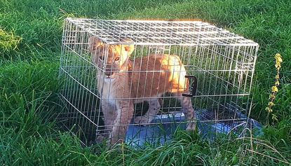A caged lion cub was found by a jogger outside the Netherlands city of Utrecht