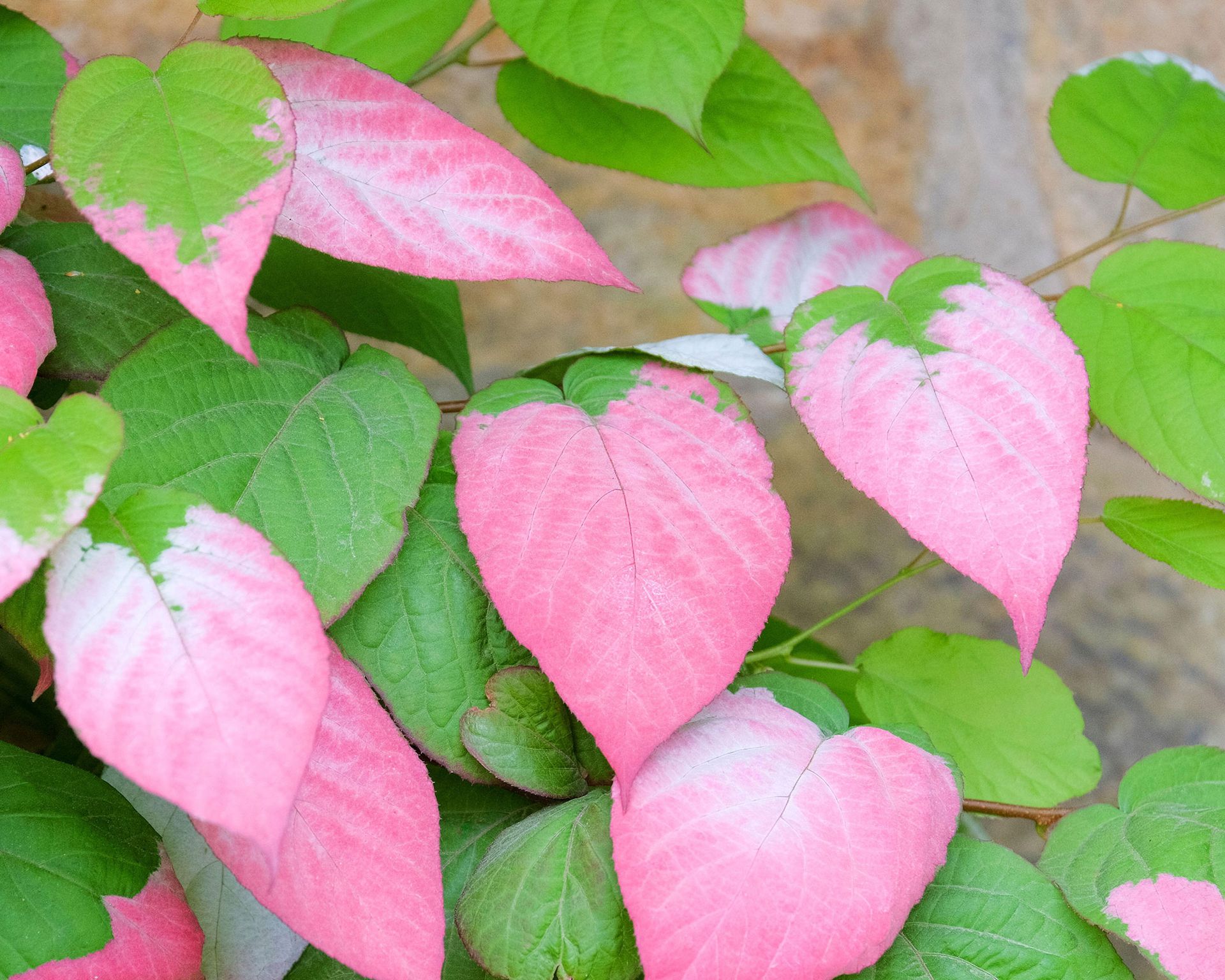 Fastgrowing climbing plants 10 vines for vertical spaces Gardeningetc