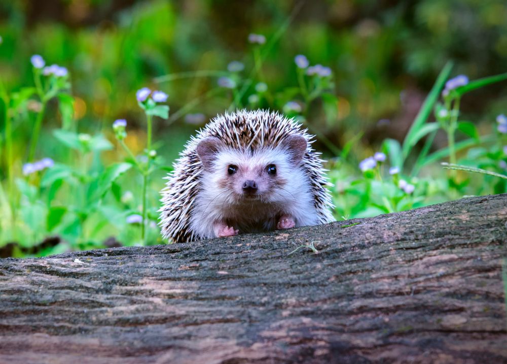 Pet Hedgehogs Are the Latest Source of a Salmonella Outbreak Live Science