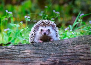 hedgehog