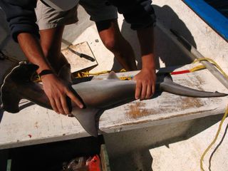 hammerhead shark, measuring tape