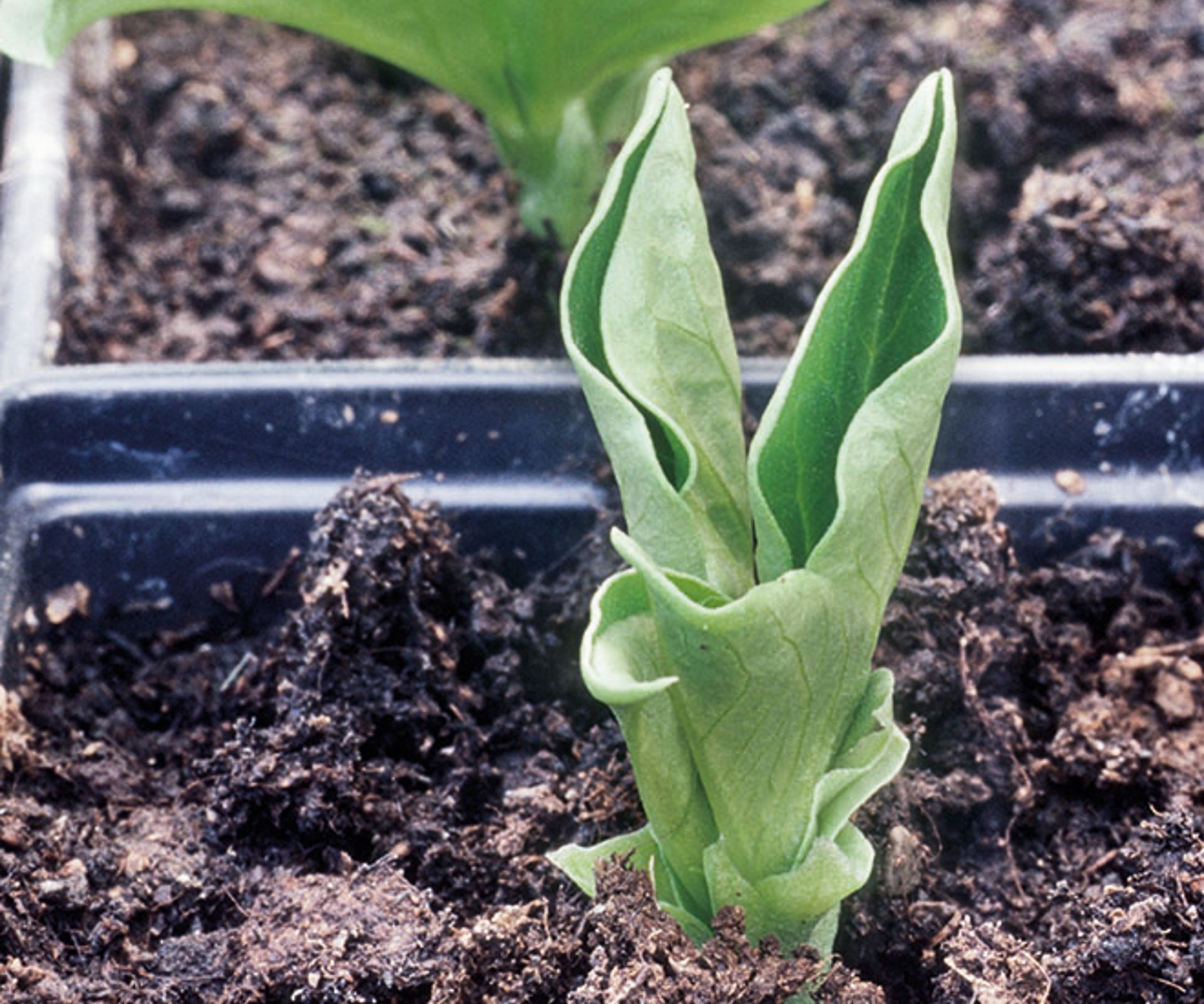 Fava bean seedling growing indoors in a module