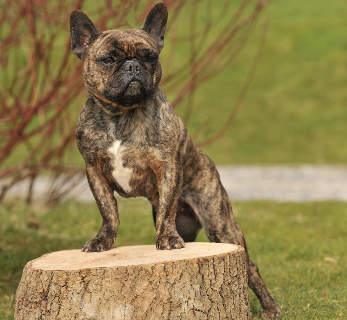 French bulldog on a log: one of the most expensive dog breeds