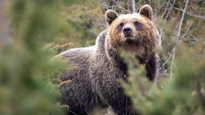 Close-up photo of an Apennine brown bear.