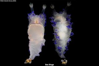 seas slugs collected from the ocean floor near the island of Gough
