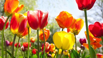 colorful tulips