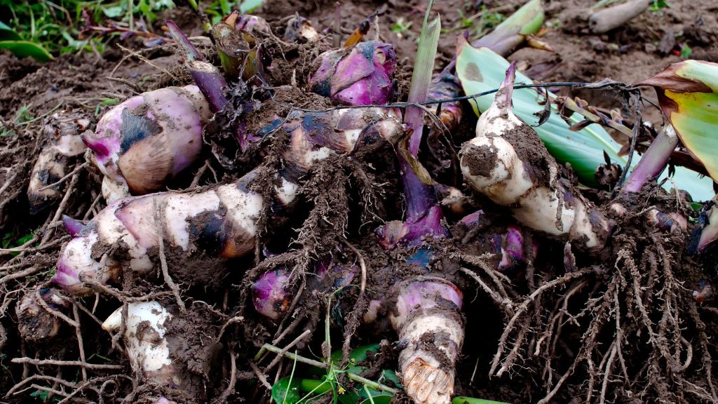 Canna bulbs