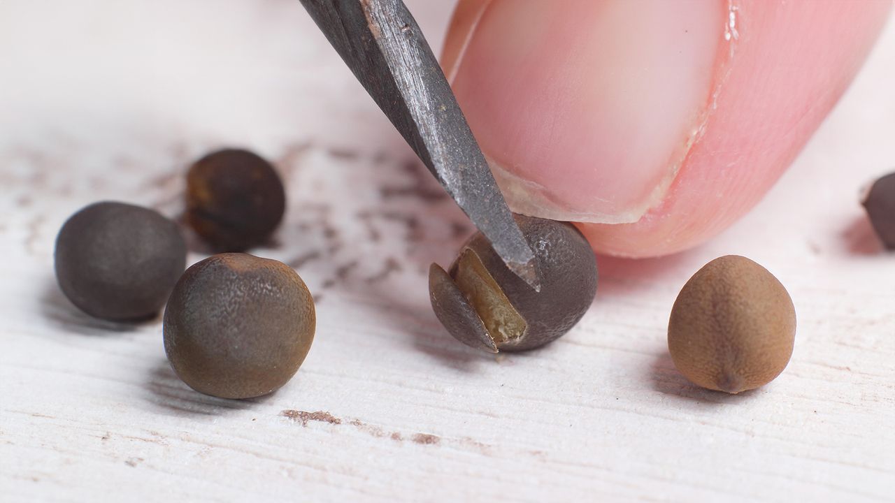 Nicking seeds before planting