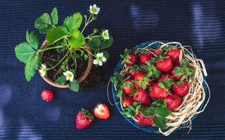basket of strawberries next to plant
