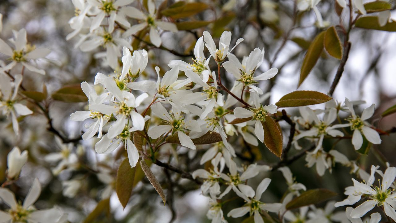 Best trees for clay soil Amelanchier \00d7 lamarckii