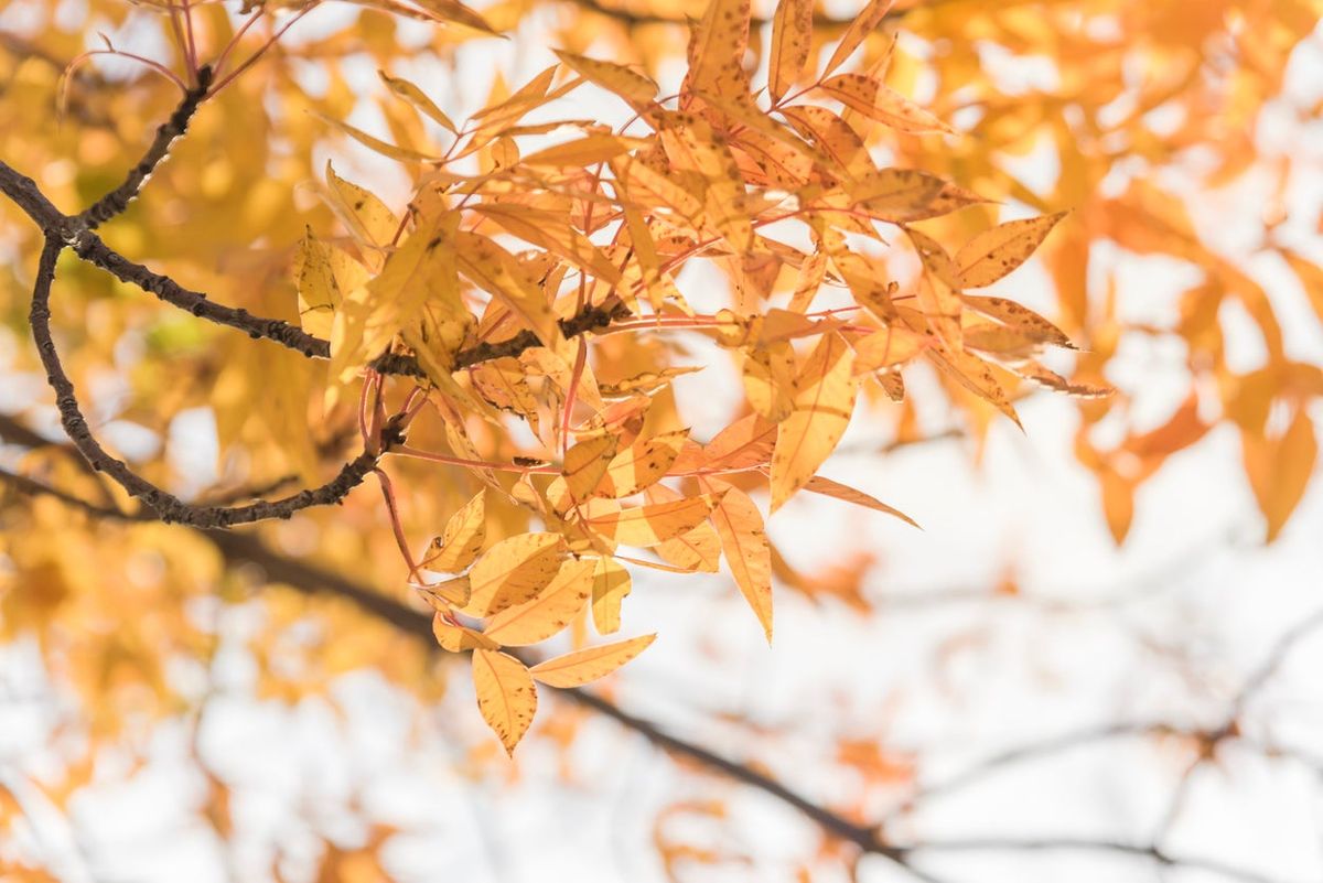 Troubleshooting Chinese Pistache Problems What’s Wrong With My