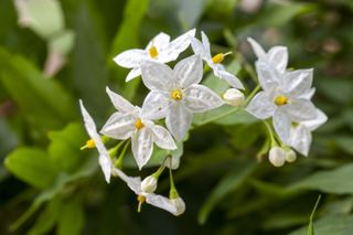 polanum laxum, commonly known as potato vine