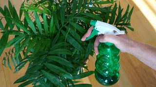 Woman spraying plant using a green spray bottle