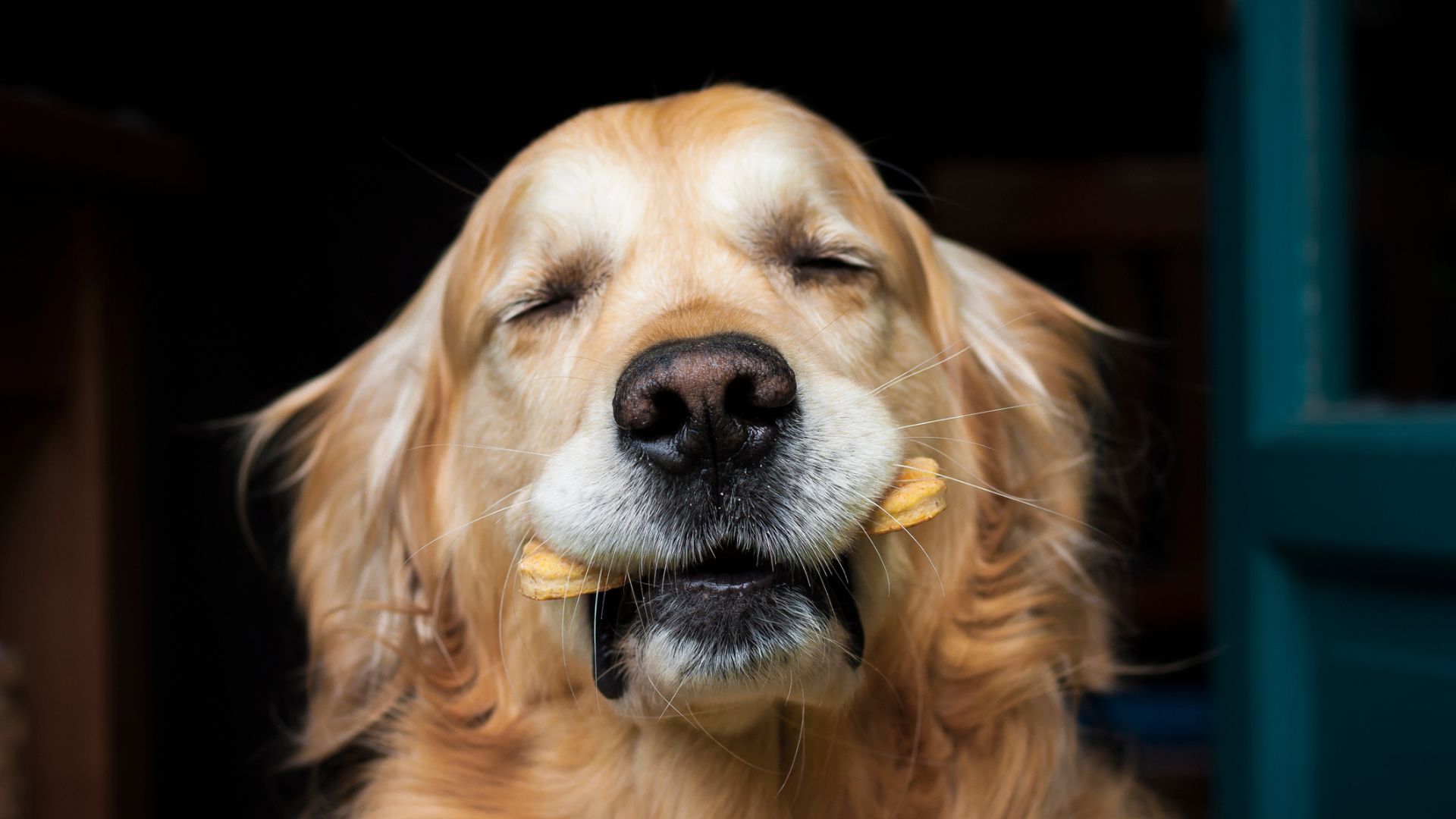 A happy dog with a treat