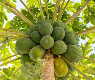 A bunch of papaya hanging on a tree