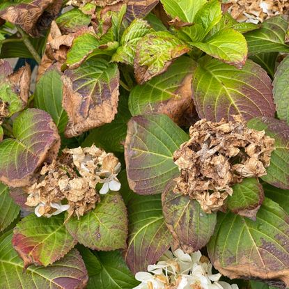 Brown hydrangea leaves and flowers