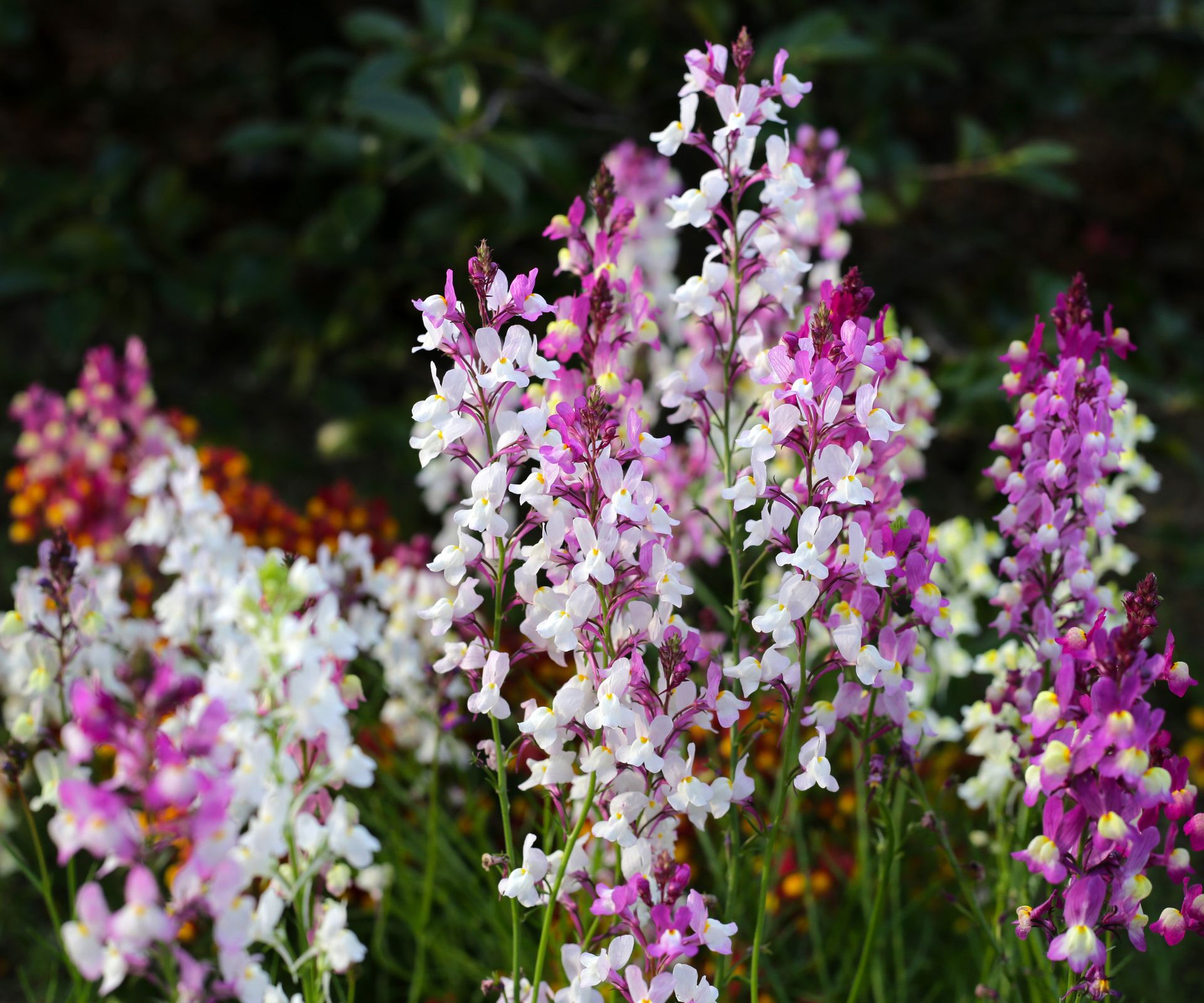 close up of Linaria maroccana baby snapdragon flowers in purple, pink and white