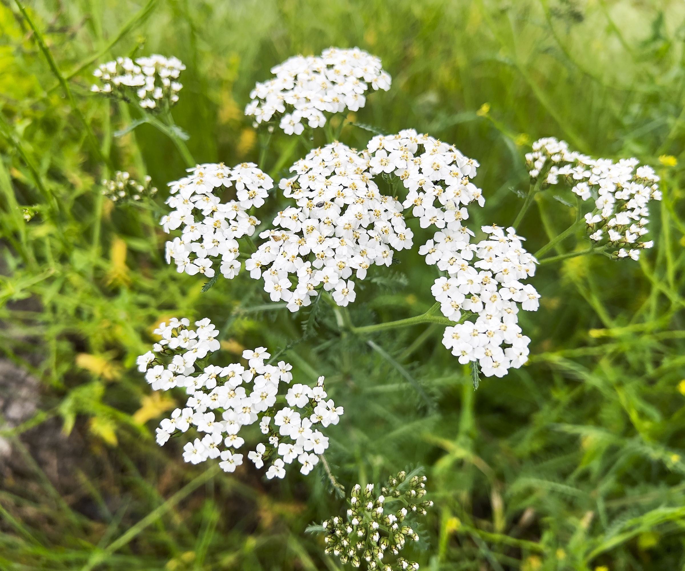 Yarrow blooming in a meadow