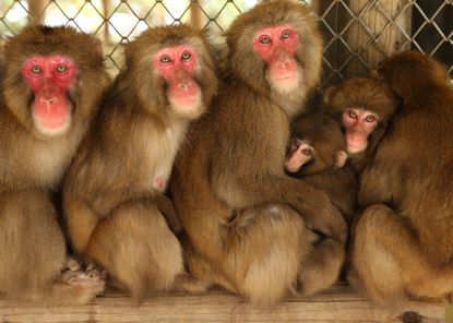 Macaque monkeys in Japan