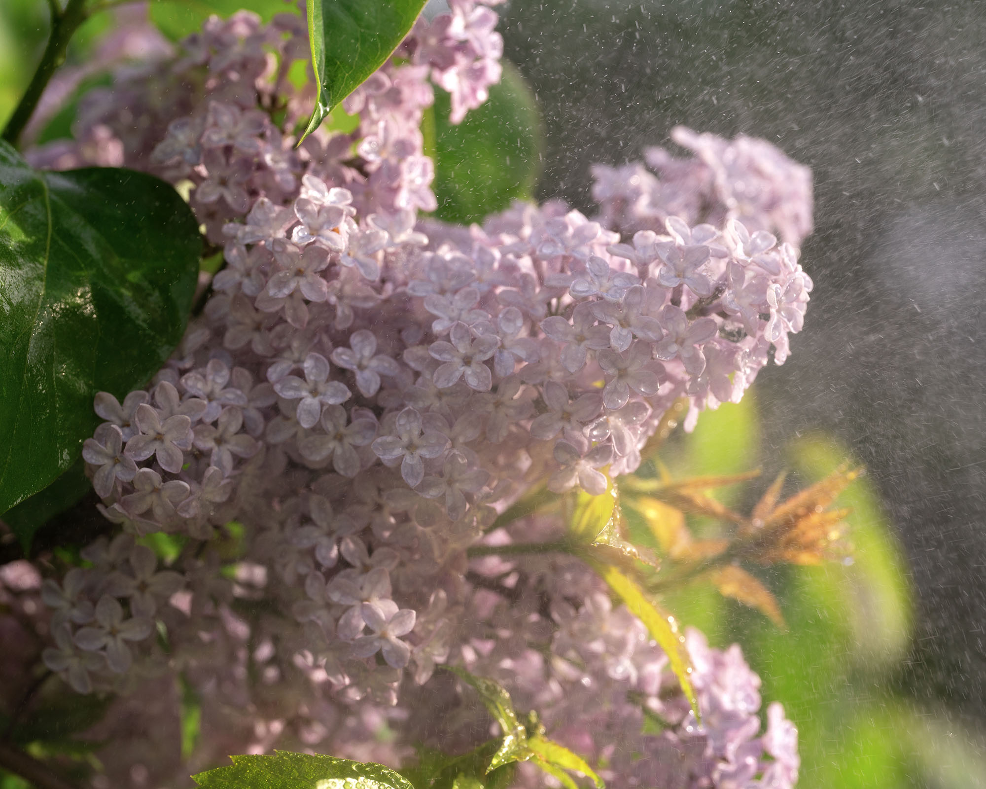 Delicate lilac flowers gather droplets of dew in a tranquil garden, illuminated by the soft glow of early morning sunlight, enhancing their natural beauty.