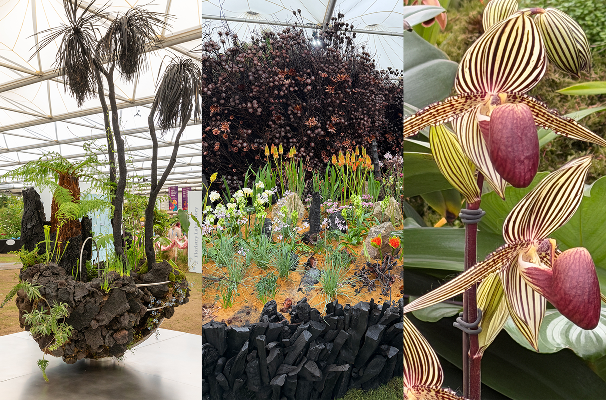 black plants at the chelsea flower show