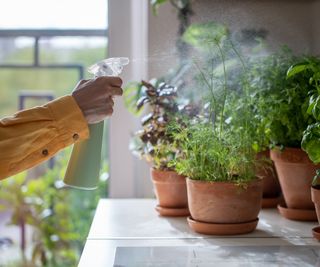 Misting potted herbs