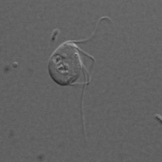 A light micrograph of <em>Monocercomonoides</em>, the only known eukaryote to completely lack mitochondria, the cellular powerhouse.