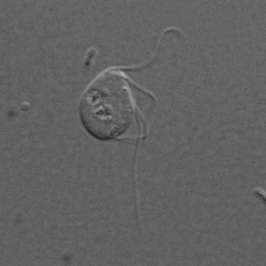 A light micrograph of &lt;em&gt;Monocercomonoides&lt;/em&gt;, the only known eukaryote to completely lack mitochondria, the cellular powerhouse.