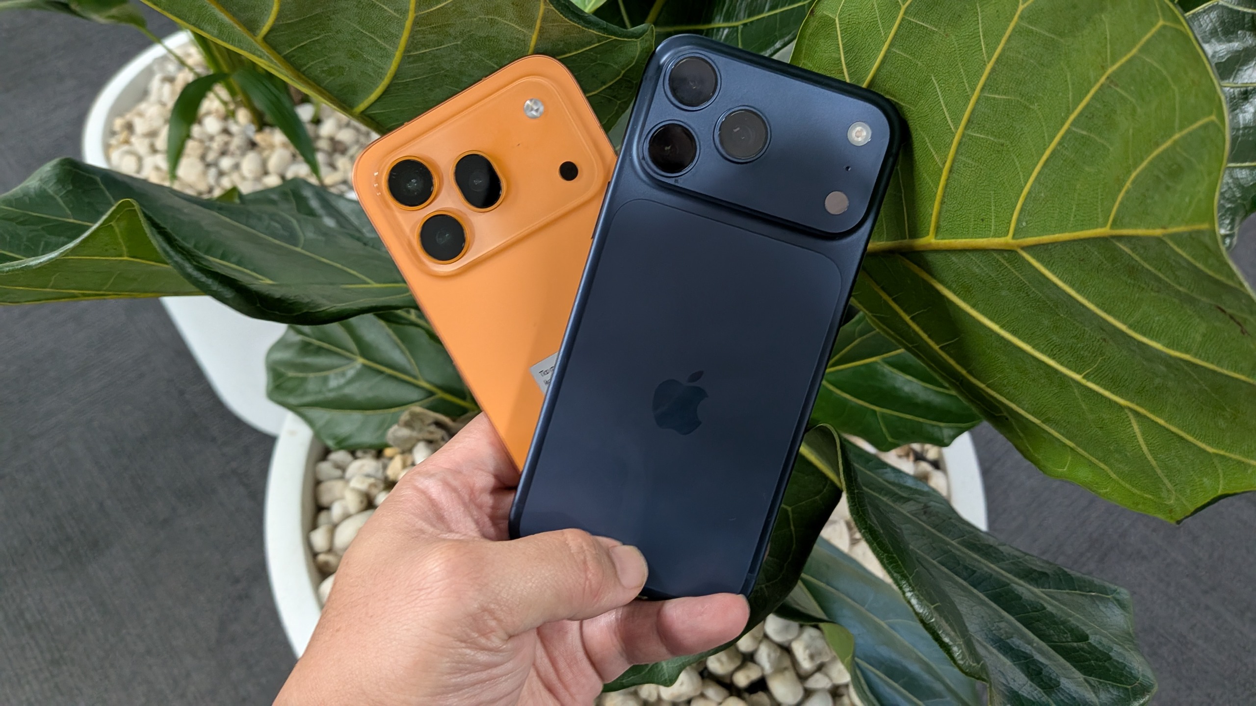 The Honor 600 Pro and iPhone 17 Pro Max held together in front of a potted plant to compare camera bump designs
