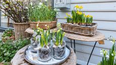 A spring container display with daffodils in small garden