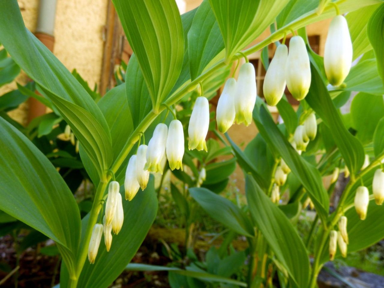 A Solomon&amp;#39;s Seal Plant