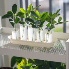 Rooting hormone liquid with plant cuttings being propagated