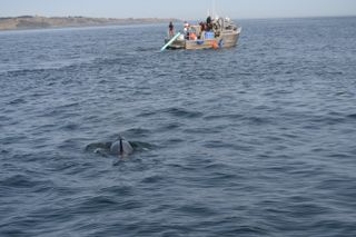 Orca rescue