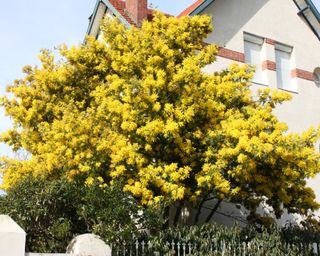 An acacia or mimosa tree in front yard